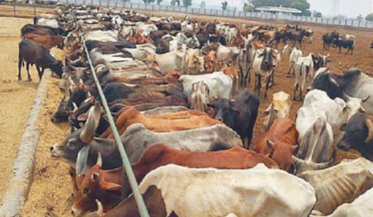 You are currently viewing Sonipat News: नए तंबू से खाने के कारण गायों की स्वास्थ्य खराब, 15 दिनों में 6 मर गईं