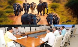 Read more about the article MP: बांधवगढ़ टाइगर रिजर्व में रहस्यमय तरीके से हो रही हाथियों की मौत, मचा बवाल; CM डॉ. मोहन यादव को बुलानी पड़ी आपात बैठक, बोले – दोषियों के विरुद्ध होगी सख्त कार्रवाई