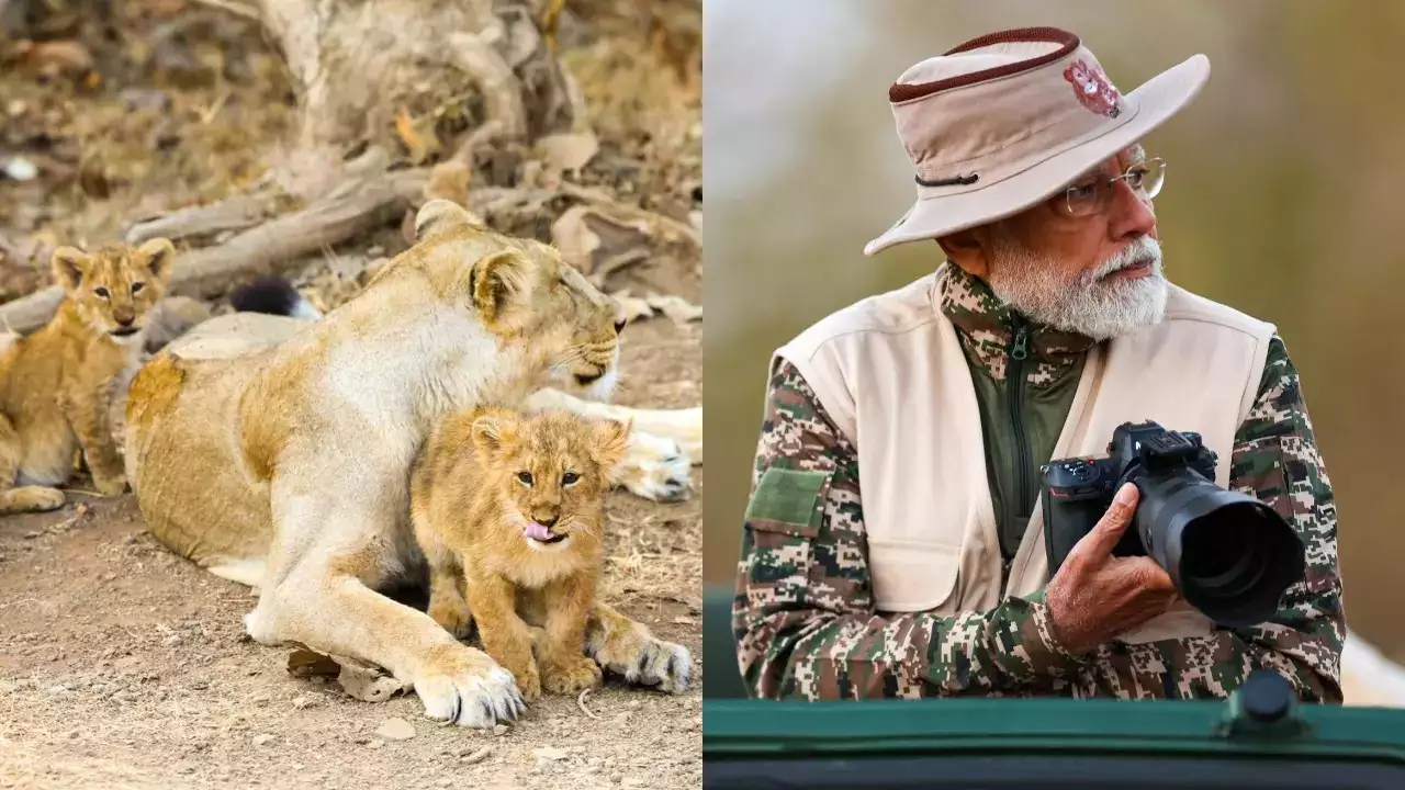 Read more about the article पीएम मोदी ने किया ‘वनतारा’ का दौरा, शेर के शावकों को अपने हाथों से खिलाया खाना; वन्यजीवों संग बिताए 7 घंटे, करीब से देखा वन्यजीवों का संसार