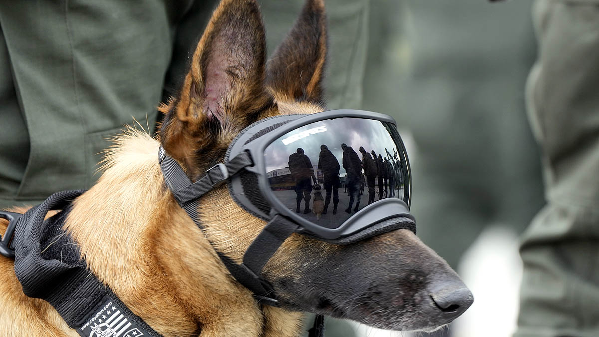 Read more about the article मुख्यमंत्री निवास की सुरक्षा में तैनात लाली और डॉली को मिला मुख्यमंत्री का स्नेह, डॉग स्क्वॉड की सेवाओं को सराहा; CM ने डॉग स्क्वॉड की स्वास्थ्य और प्रशिक्षण की ली जानकारी