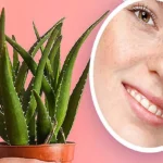 स्किन केयर में चमत्कारी एलोवेरा: धूप, झाइयों और डार्क सर्कल्स का नेचुरल इलाज, जानें 4 असरदार नुस्खे