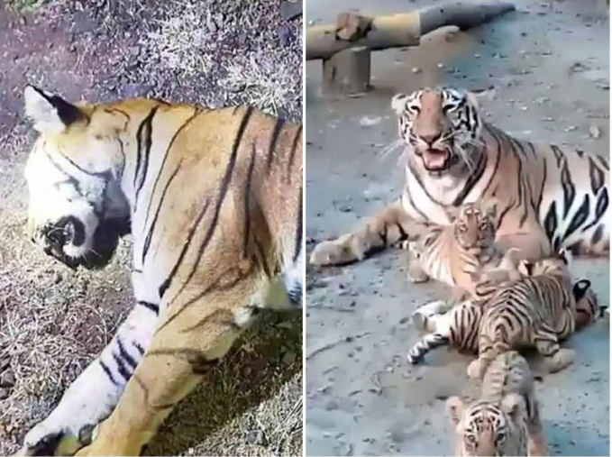 Read more about the article मौत के बाद भी निभाया रिश्ता: मौसी बाघिन ने बहन के बच्चों को 4 साल तक पाला, अब अपनी राह खुद चुनने के लिए उन्हें छोड़ा!