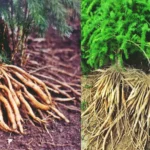 महिलाओं के लिए वरदान: जानिए कैसे शतावरी PCOS, हार्मोनल असंतुलन और बांझपन में करती है मदद