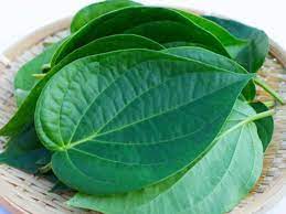 You are currently viewing “स्वाद, संस्कृति और सेहत का मेल है पान: लेकिन ध्यान रखें बासी पान सेहत के लिए खतरनाक हो सकता है!”