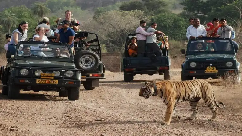 Read more about the article अब महंगे होंगे जंगल सफारी के मज़े: 1 अक्टूबर से MP के टाइगर रिज़र्व और नेशनल पार्कों की टिकट दरों में बढ़ोतरी, विदेशी पर्यटकों को लगेगा दोगुना शुल्क!