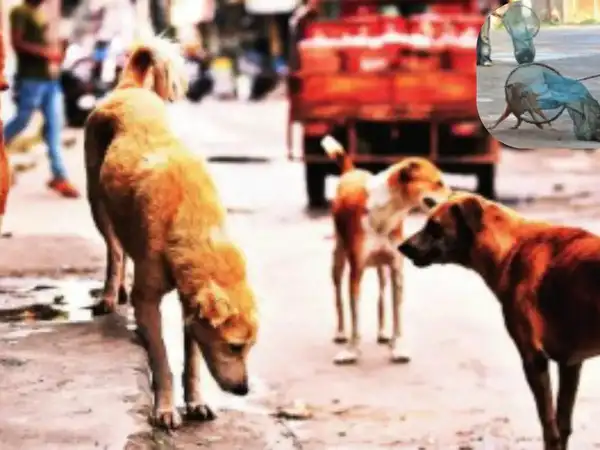 Read more about the article दिल्ली–एनसीआर में बढ़ते डॉग बाइट और रेबीज मामलों पर सुप्रीम कोर्ट सख्त, 8 हफ्ते में डॉग शेल्टर बनाने का आदेश; कोर्ट ने कहा – नसबंदी कर स्थायी शेल्टर में रखें, देरी पर होगी कार्रवाई!