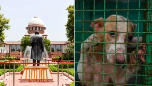 Read more about the article आवारा कुत्तों पर सुप्रीम कोर्ट की बड़ी सुनवाई: 3 जजों की बेंच ने फैसला सुरक्षित रखा, दिल्ली-NCR से हटाने के आदेश पर मचा घमासान