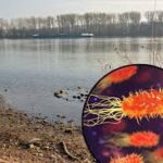 मध्यप्रदेश में खतरनाक बीमारी मेलियोइडोसिस का अलर्ट, NHM ने लोगों को सतर्क रहने की दी चेतावनी; मिट्टी और दूषित पानी से फैलने वाले रोग से अब तक 4 की हुई मौत, मुख्यमंत्री ने कड़े कदम उठाने के दिए निर्देश!