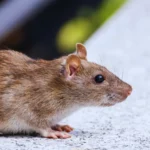 एमवाय अस्पताल कांड: चूहों से नवजातों की मौत पर हाईकोर्ट का सख्त रुख, सरकार से 15 सितंबर तक स्टेटस रिपोर्ट मांगी