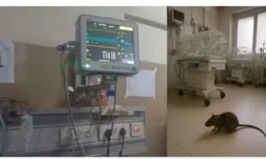 Read more about the article चूहों ने ली मासूमों की जान: पेस्ट कंट्रोल कंपनी हटाई, सुपरिटेंडेंट को मिली सख्त जिम्मेदारी; अब हर दिन देनी होगी ‘कितने चूहे पकड़े गए’ की रिपोर्ट!