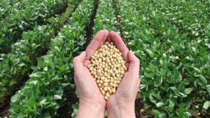 Read more about the article मप्र सरकार का बड़ा ऐलान: अतिवृष्टि से प्रभावित किसानों के लिए 3 से 17 अक्टूबर तक होगा सोयाबीन खरीफ भावांतर पंजीयन, 24 अक्टूबर से बेच सकेंगे उपज; समर्थन मूल्य और बाजार भाव के अंतर की भरपाई करेगी सरकार