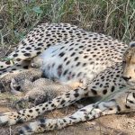 कूनो नेशनल पार्क में अफ्रीका से आई मादा चीता ‘गामिनी’ ने 3 शावकों को दिया जन्म, CM मोहन यादव ने पोस्ट कर दी जानकारी