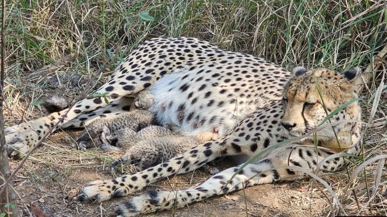 Read more about the article कूनो नेशनल पार्क में अफ्रीका से आई मादा चीता ‘गामिनी’ ने 3 शावकों को दिया जन्म, CM मोहन यादव ने पोस्ट कर दी जानकारी