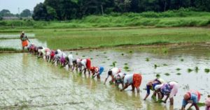 Read more about the article मानसून की अच्छी बारिश से खरीफ बुवाई को मिला जोर, कपास और सोयाबीन के रकबे में तेज बढ़ोतरी के संकेत